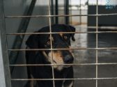 כלבה עם פרווה בצבע שחור, לבן וחום מביטה ימינה בעוד שהיא נמצאת בכלוב
