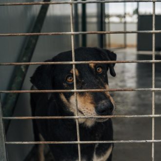 כלבה עם פרווה בצבע שחור, לבן וחום מביטה ימינה בעוד שהיא נמצאת בכלוב