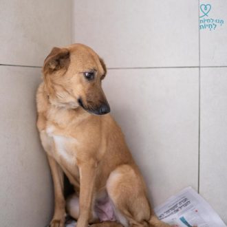 כלבה חומה, עם חזה לבן, גודלה בינוני, יושבת בפינת החדר על מספר עיתונים ומטה את ראשה ומבטה ימינה