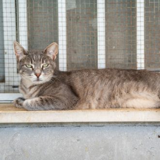 חתולה אפורה עם עיניים ירוקות, שווכבת בחוץ על עדן חלון מסורג ומסתכלת ימינה.