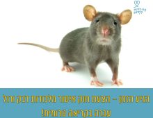 עכבר מביט קדימה