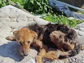 כלב עם פרווה בצבע שחור וחום פגוע מאוד נמצא על מזרן מלוכלך בכפר עזה