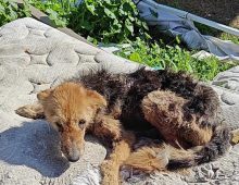 כלב עם פרווה בצבע שחור וחום פגוע מאוד נמצא על מזרן מלוכלך בכפר עזה
