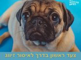 פאג שוכב על משטח כחול ומביט למעלה