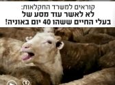עזים רבים הנמצאים בצפיפות רבה מאוד