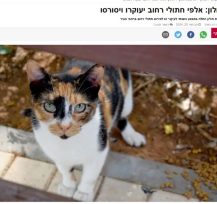 חתול רחוב עם פרווה בצבע לבן, חום ושחור מביט קדימה