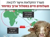 משרד החקלאות אישר לדבאח מסלול של משלוחים חיים שיהיה כעת סביב אפריקה שיימשך כ-33 ימים בים במקום המסלול הרגיל שנמשך כ-18 ימים בים, בתמונה ניתן לראות עגל מלוכלך ופגוע