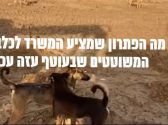 שלושה כלבים נמצאו משוטטים ברחבי עוטף עזה