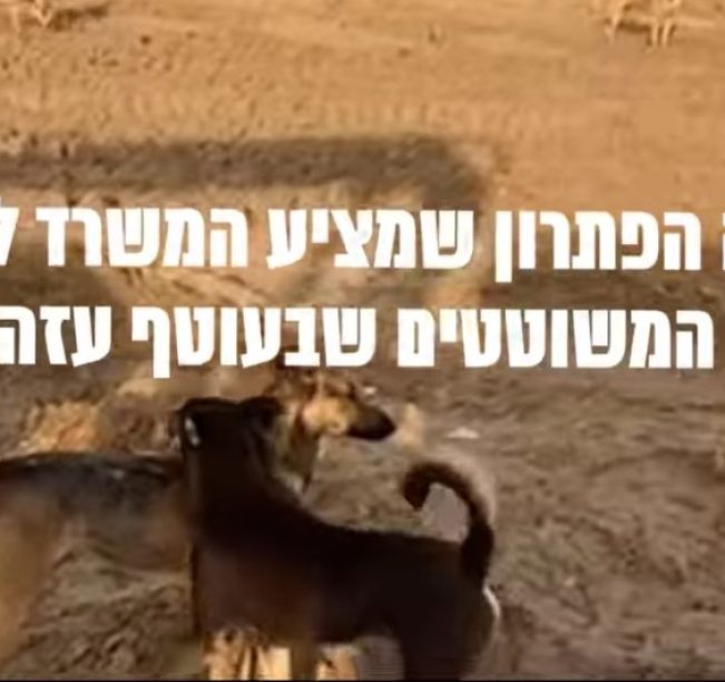 שלושה כלבים נמצאו משוטטים ברחבי עוטף עזה