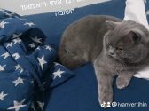 חתולה אפרה שוכבת על המיטה ומביטה שמאלה
