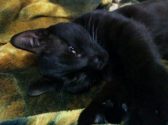 חתול שחור שוכב על שמיכה בצבע חום שחור ומביט קדימה
