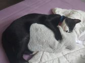 חתול עם פרווה שחורה לבנה ישן על מיטה עם שמיכה וכרית
