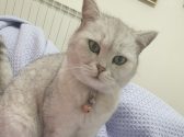 חתולה עם פרווה לבנה אפורה שוכבת על שמיכה סגולה ומביטה קדימה