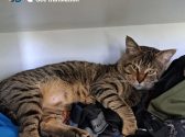 חתול מנומר שוכב על הבגדים של בעליו בעוד שהוא מביט שמאלה