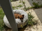 כלבה חומה שוכבת בחוץ על מיטת כלבים אפורה ולידה עמוד