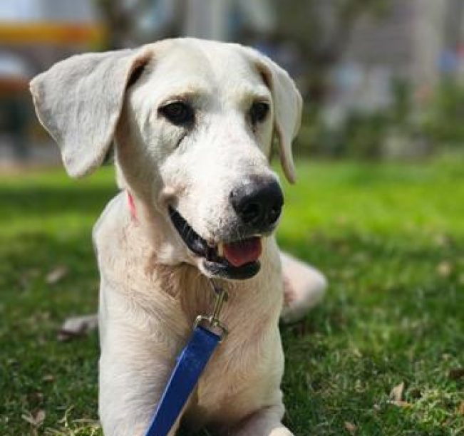 כלבה עם פרווה בצבע לבן , קולר ורוד ורצועה כחולה פותחת את פיה, שוכבת על הדשא ומביטה ימינה