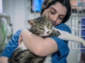 בחורה עם חולצה כחולה, בתוך מרפאה וטרינרית מחזיקה על הידיים חתול מנומר לבן שמחבק אותה ומביט הצידה