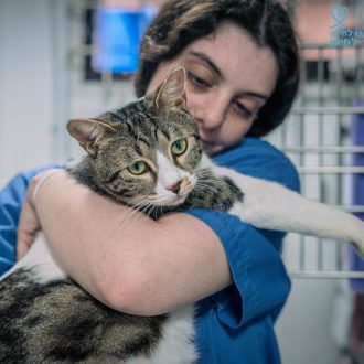 בחורה עם חולצה כחולה, בתוך מרפאה וטרינרית מחזיקה על הידיים חתול מנומר לבן שמחבק אותה ומביט הצידה