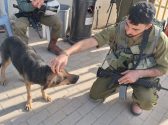 חייל כורע ומלטף כלב עם פרווה בצבע שחור חום ומסביבו נמצאים עוד חיילים בעוד שהכלב עוצם את עיניו