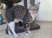חתול מנומר לבן, עם עיניים ירוקות, עומד בחדר, צמוד למתקן טיפוס לחתולים ומביט למעלה.