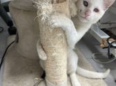 חתולה לבנה מביטה קדימה בעוד שהיא מתגרדת במתקן גירוד לחתולים