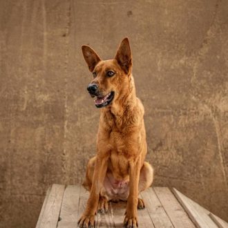 כלבה עם פרווה חומה פותחת את פיה ומביטה שמאלה בעוד שהיא יושבת על מתקן מעץ