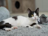 חתולה עם פרווה בצבע שחור לבן שוכבת על שטיח אפור ומביטה ימינה כאשר לידה משחק בצבע אפור