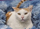 חתול עם פרווה לבנה וג'ינג'ית שוכב בתוך מיטת חתולים ומביט קדימה