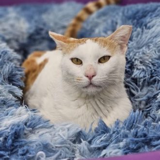 חתול לבן עם אוזניים ג'ינג'יות שוכב בתוך מיטת חתולים עם כרית כחולה ומביט קדימה
