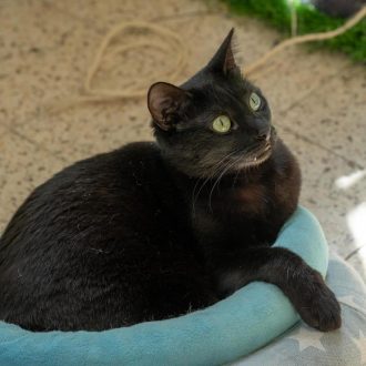 חתולה שחורה שוכבת על כריות בצבעי תכלת בעוד היא מושיטה את ידה ומביטה ימינה