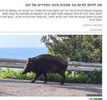 חזיר בר מסתובב ברחובות חיפה