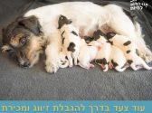 שישה גורי כלבים עם פרווה בצבע שחור לבן וכתמים שחורים מניקים מגוף אימם בעלת הפרווה בצבע לבן, חום ושחור