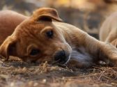 כלב עם פרווה בצבע חום שוכב על האדמה ומביט קדימה