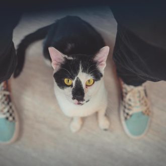 חתול שחור לבן יושב על ריצפת פרקט, בין רגליים לבושות במכנסיים שחורים ונעליי סניקרס בצבע תכלת. החתול מביט למעלה.