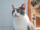 חתול אפור לבן עם עיניים ירוקות, יושבת ומביט למעלה