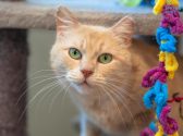 חתולה ג'ינג'ית מביטה קדימה כאשר היא נמצאת בתוך מתקן לחתולים, לידה יש משחק בצבע צהוב, כחול וסגול