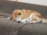 כלב חום לבן ישן על ספה חומה