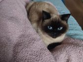 חתולה סיאמית שוכבת על שמיכה סגולה ליד הבעלים ומביטה קדימה