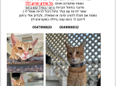 חתול ג'ינג'י אבד