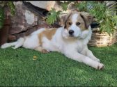 כלבה עם פרווה חומה לבנה, בגודל בינוני, יושבת על כר דשא ומביטה שמאלה