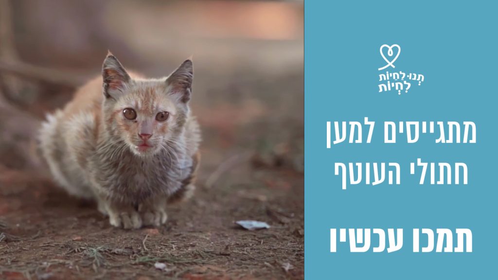 חתול ג'ינג'י מטונף מאוד יושב בחוץ על שטח אדמה