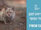חתול ג'ינג'י מטונף מאוד יושב בחוץ על שטח אדמה