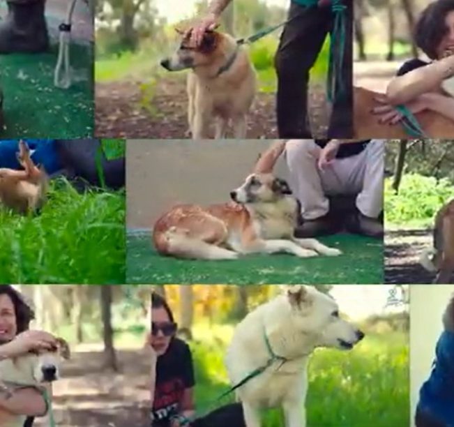תמונות של כלבים במקומות שונים