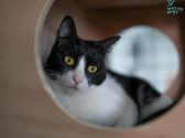 גורת חתולים, שחורה לבנה, יושבת בתוך מתקן חתולים מעץ ומביטה למטה