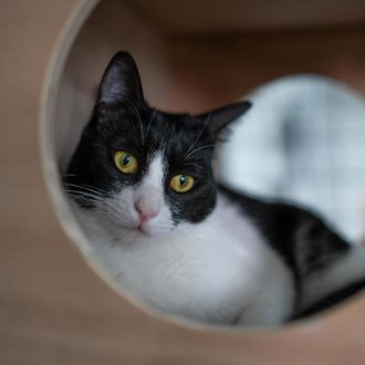 גורת חתולים, שחורה לבנה, יושבת בתוך מתקן חתולים מעץ ומביטה למטה