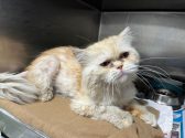 חתול ג'ינג'י עם פרווה ארוכה, שוכב בתא נירוסטה במרפאה, על שמיכה חומה