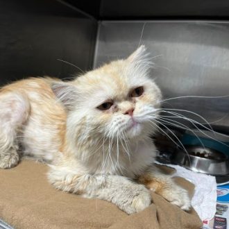 חתול ג'ינג'י עם פרווה ארוכה, שוכב בתא נירוסטה במרפאה, על שמיכה חומה