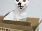 גורת חתולים בצבעי לבן ושחור, עומד בתוך קופסת קרטון, פיה פתוח, היא מפנה את ראשה שמאלה ומביטה שמאלה