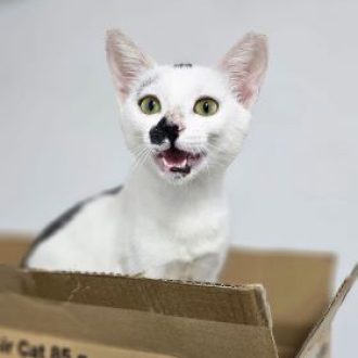 גורת חתולים בצבעי לבן ושחור, עומד בתוך קופסת קרטון, פיה פתוח, היא מפנה את ראשה שמאלה ומביטה שמאלה