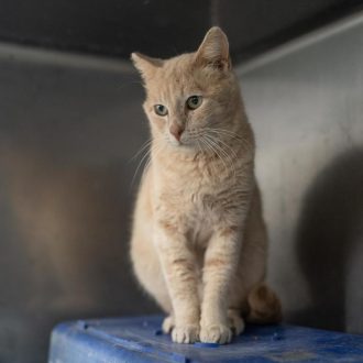 חתול ג'ינג'י יושב גבוהה בתוך כלוב נירוסטה פתוח ומסתכל למטה